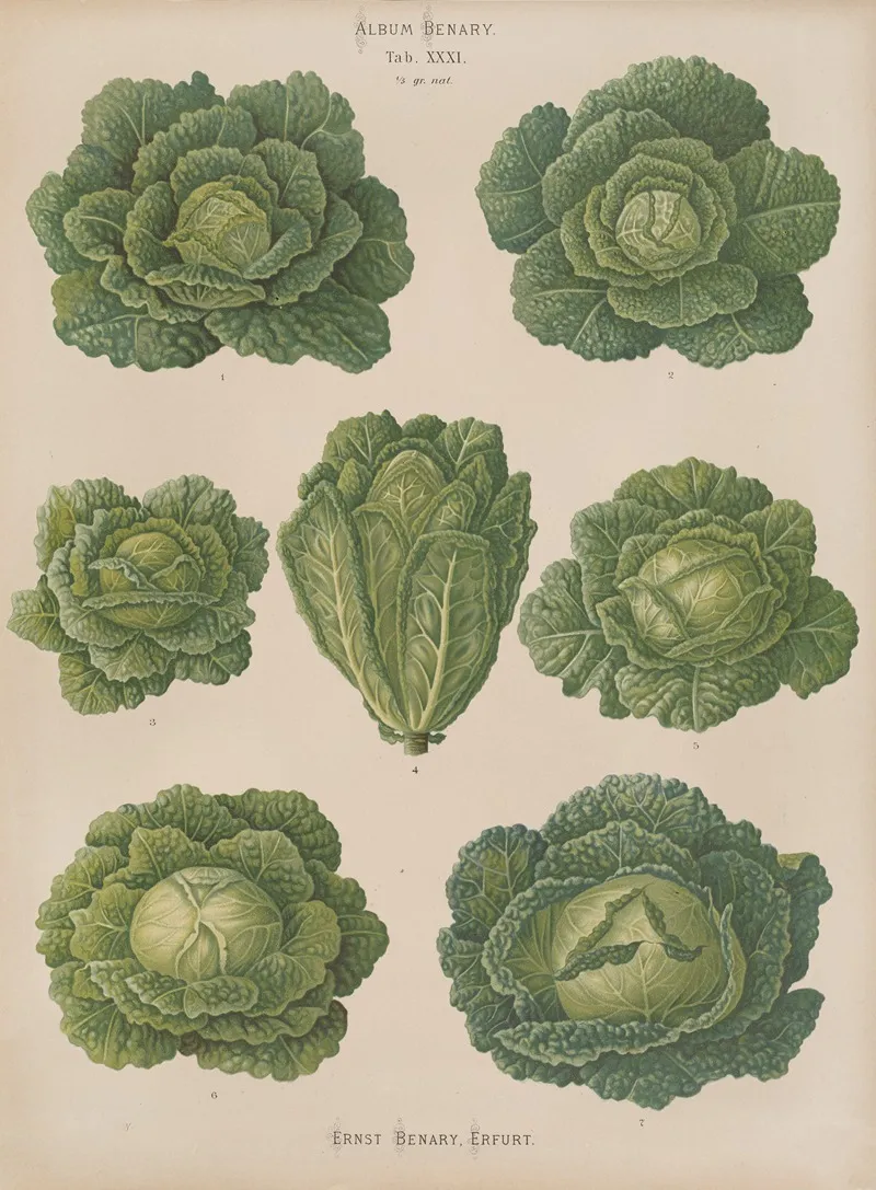 Savoy Cabbages Wall Art by Ernst Benary - High-Resolution Digital Print