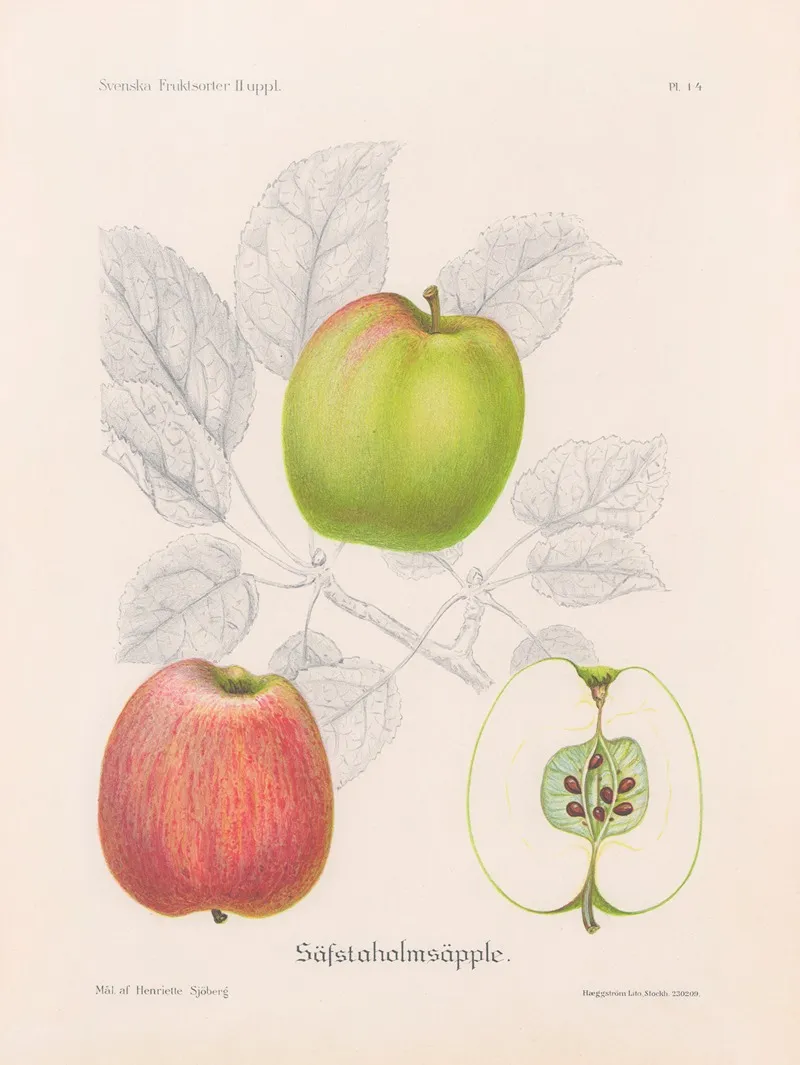 Savstaholmsapple Wall Art by Henriette Sjöberg - High-Resolution Digital Print