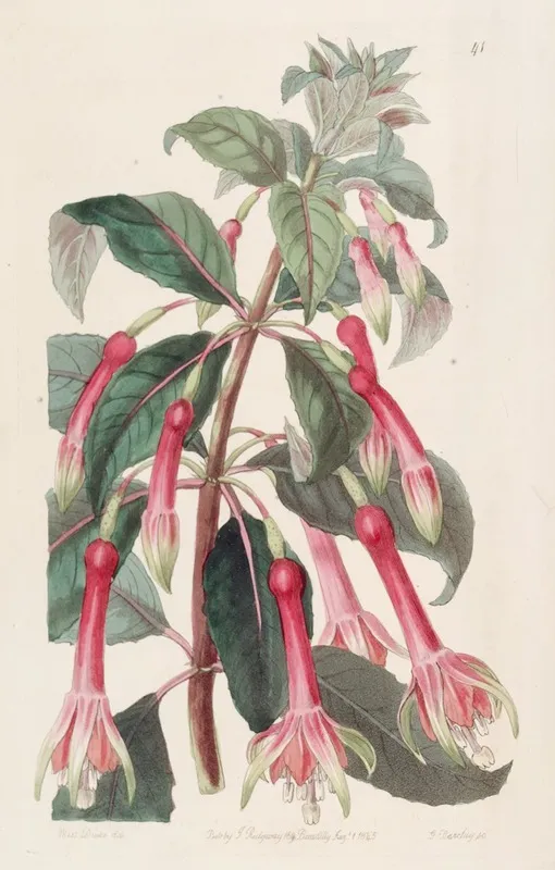 Saw Leaved Fuchsia Wall Art by Sydenham Edwards - High-Resolution Digital Print