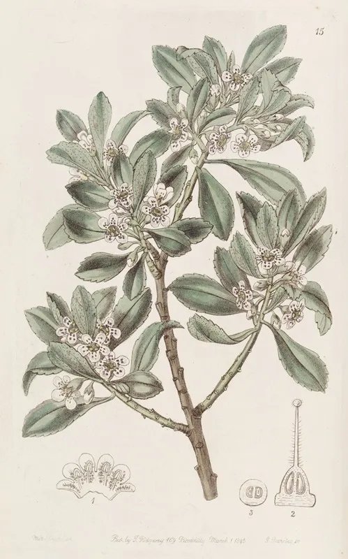 Saw Leaved Myoporum Wall Art by Sydenham Edwards - High-Resolution Digital Print