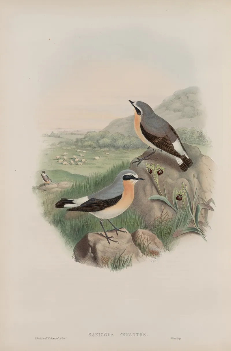 Saxicola Oenanthe Wheatear Wall Art by John Gould - High-Resolution Digital Print