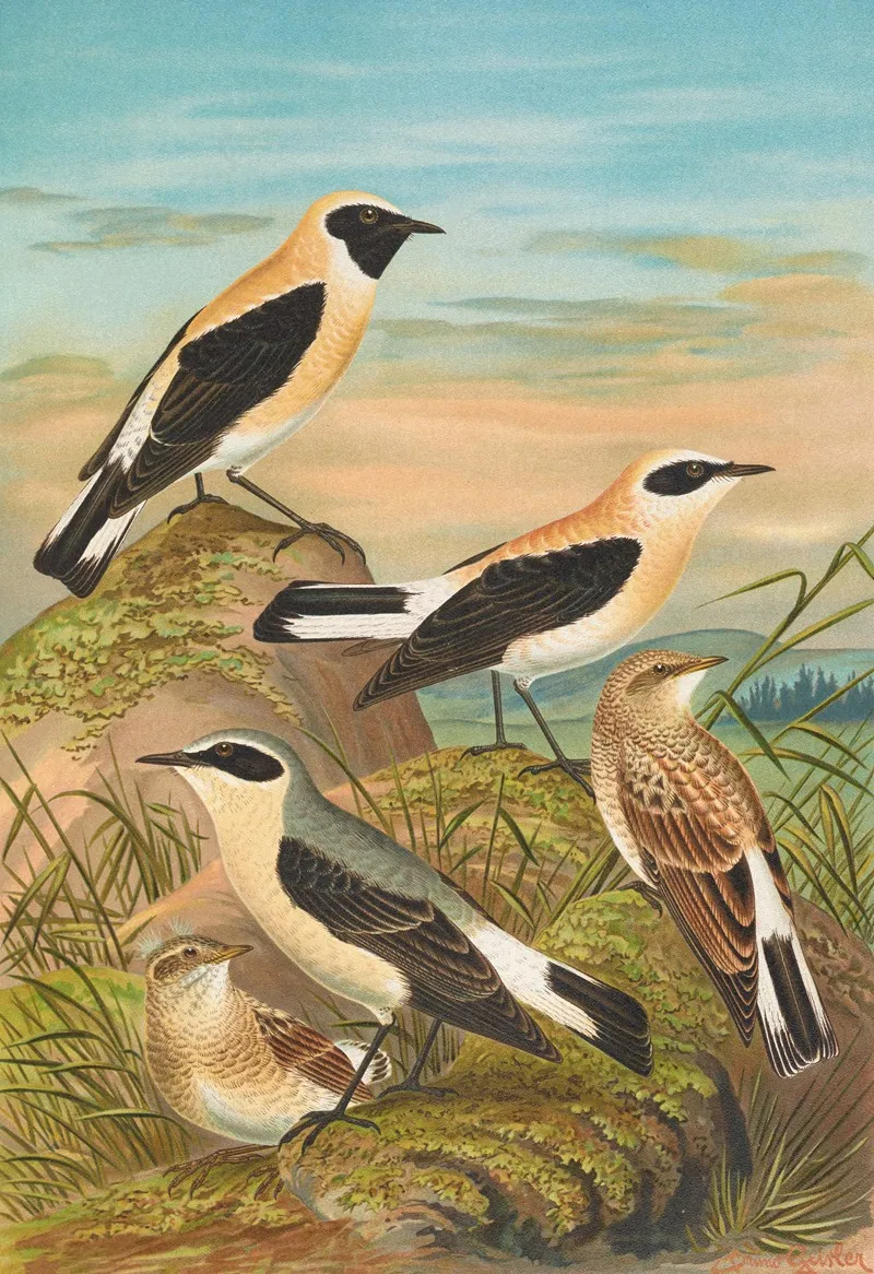 Saxicola Stapazina Saxicola Aurita Saxicola Oenanthe Wall Art by Johann Friedrich Naumann - High-Resolution Digital Print