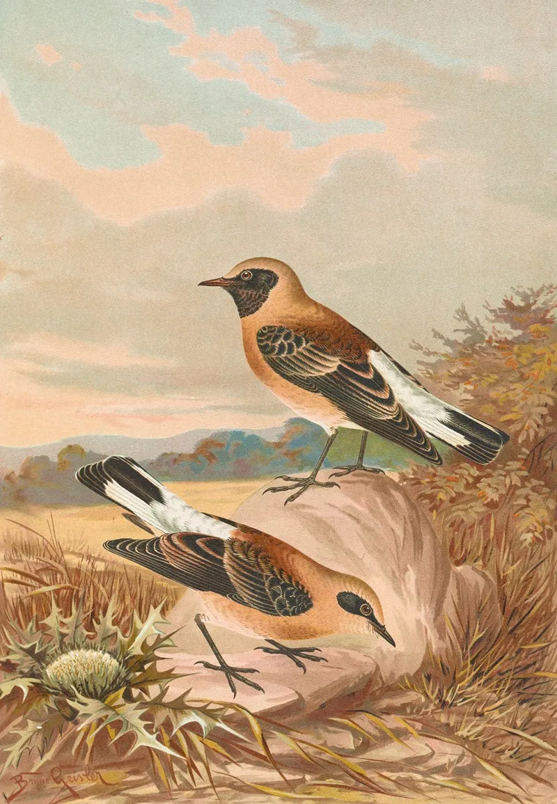 Saxicola Stapazina Saxicola Aurita Wall Art by Johann Friedrich Naumann - High-Resolution Digital Print