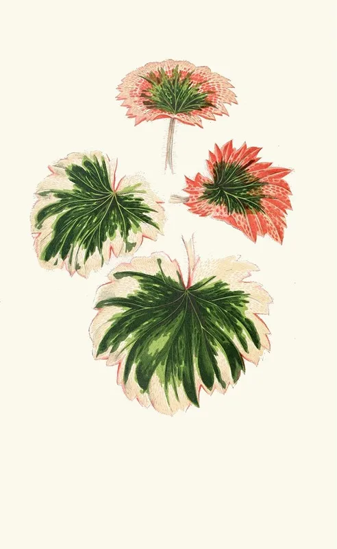 Saxifraga Fortunei Wall Art by Edward Joseph Lowe - High-Resolution Digital Print