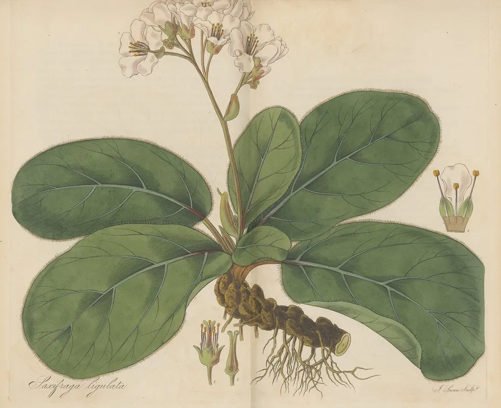 Saxifraga Ligulata Wall Art by William Jackson Hooker - High-Resolution Digital Print