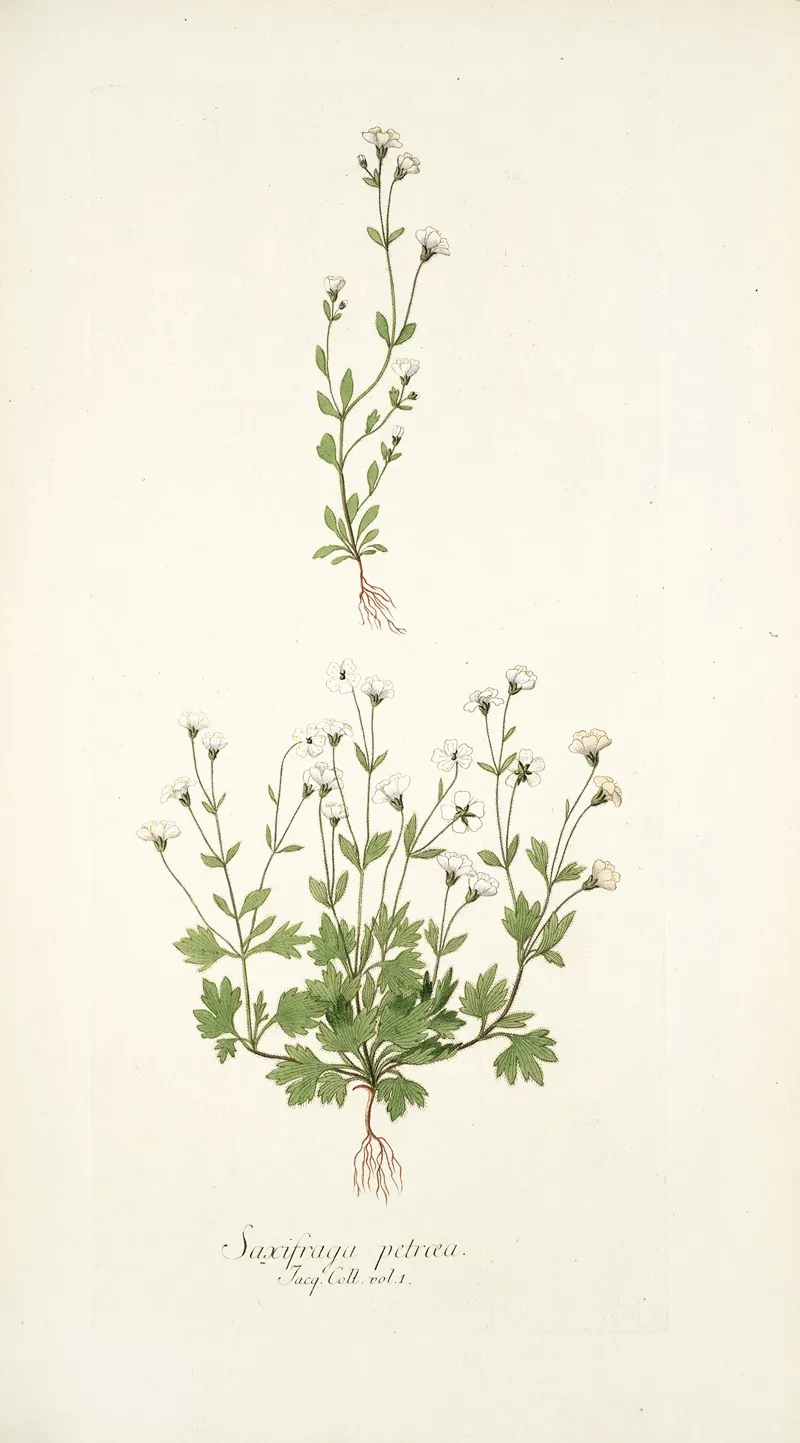 Saxifraga Petaea Wall Art by Nikolaus Joseph Freiherr von Jacquin - High-Resolution Digital Print