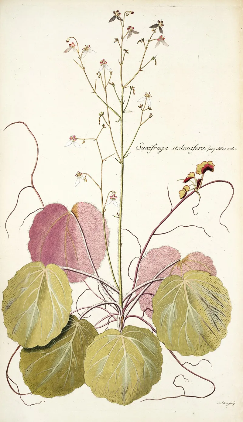 Saxifraga Stolonifera Wall Art by Nikolaus Joseph Freiherr von Jacquin - High-Resolution Digital Print
