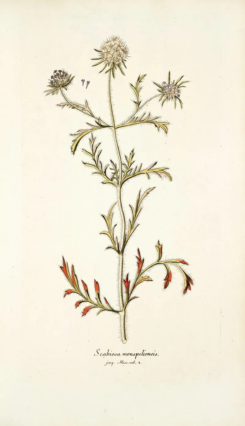 Scabiosa Monspeliensis Wall Art by Nikolaus Joseph Freiherr von Jacquin - High-Resolution Digital Print