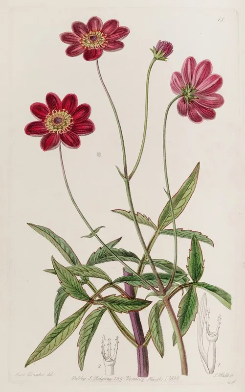 Scabious Like Cosmus Wall Art by Sydenham Edwards - High-Resolution Digital Print