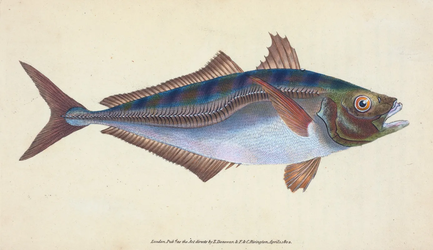 Scad Scomber Trachurus Wall Art by Edward Donovan - High-Resolution Digital Print