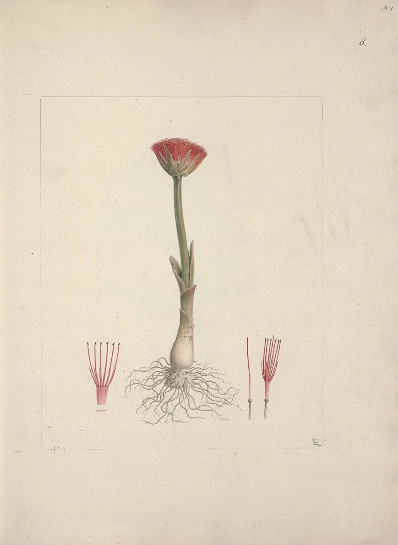 Scadoxus Puniceus L Frissnordal Blood Lily