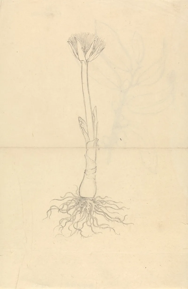Scadoxus Puniceus