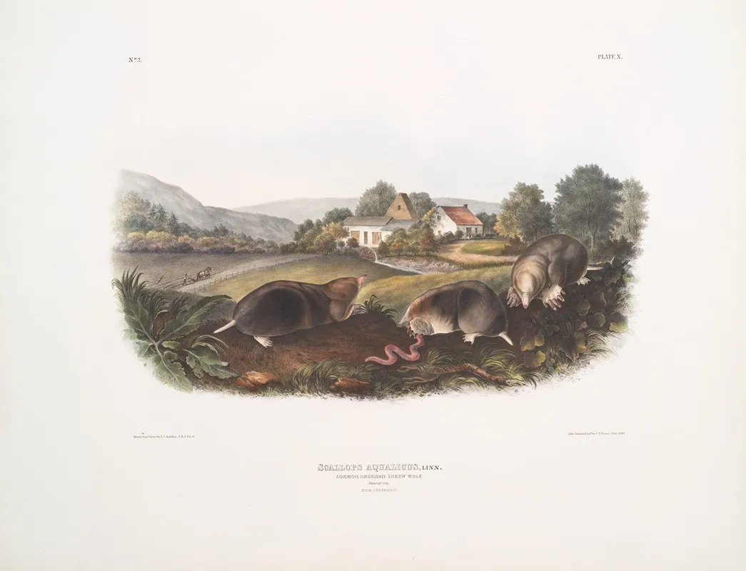 Scallops Aquaticus Common American Shrew Mole Natural Size Male Female Wall Art by John Woodhouse Audubon - High-Resolution Digital Print