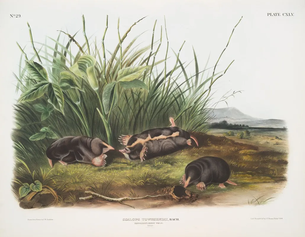 Scalops Townsendii Townsends Shrew Mole Males Natural Size Wall Art by John Woodhouse Audubon - High-Resolution Digital Print