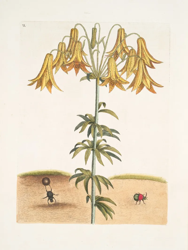 Scarabaeus Pilularis Americanus The Tumble Turds Lilium C Wall Art by Mark Catesby - High-Resolution Digital Print