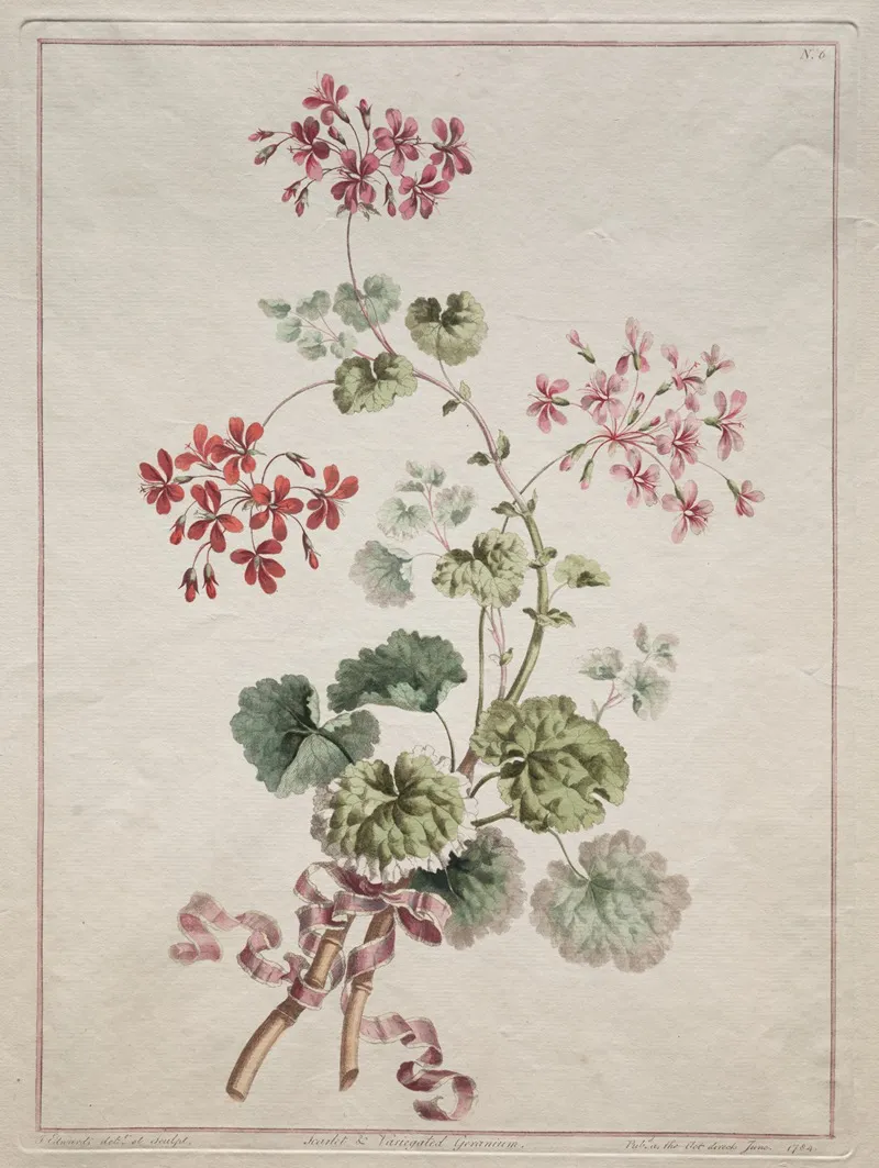 Scarlet And Variegated Geranium Wall Art by John Edwards - High-Resolution Digital Print