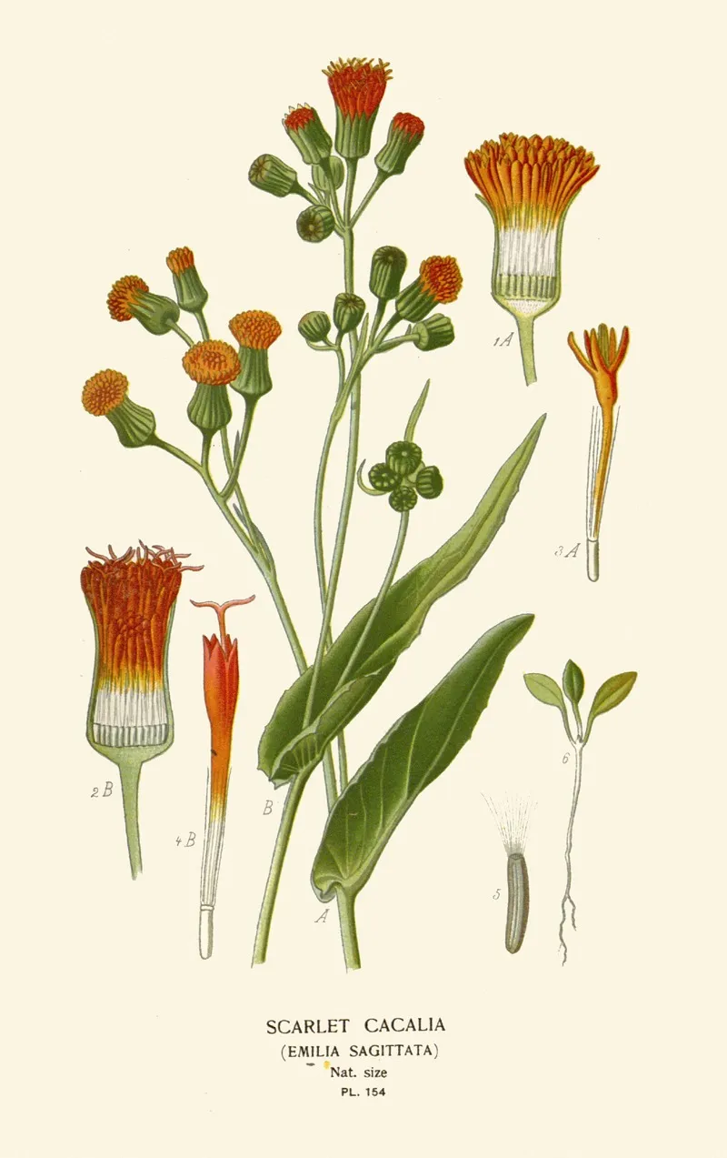 Scarlet Cacalia Wall Art by Edward Step - High-Resolution Digital Print