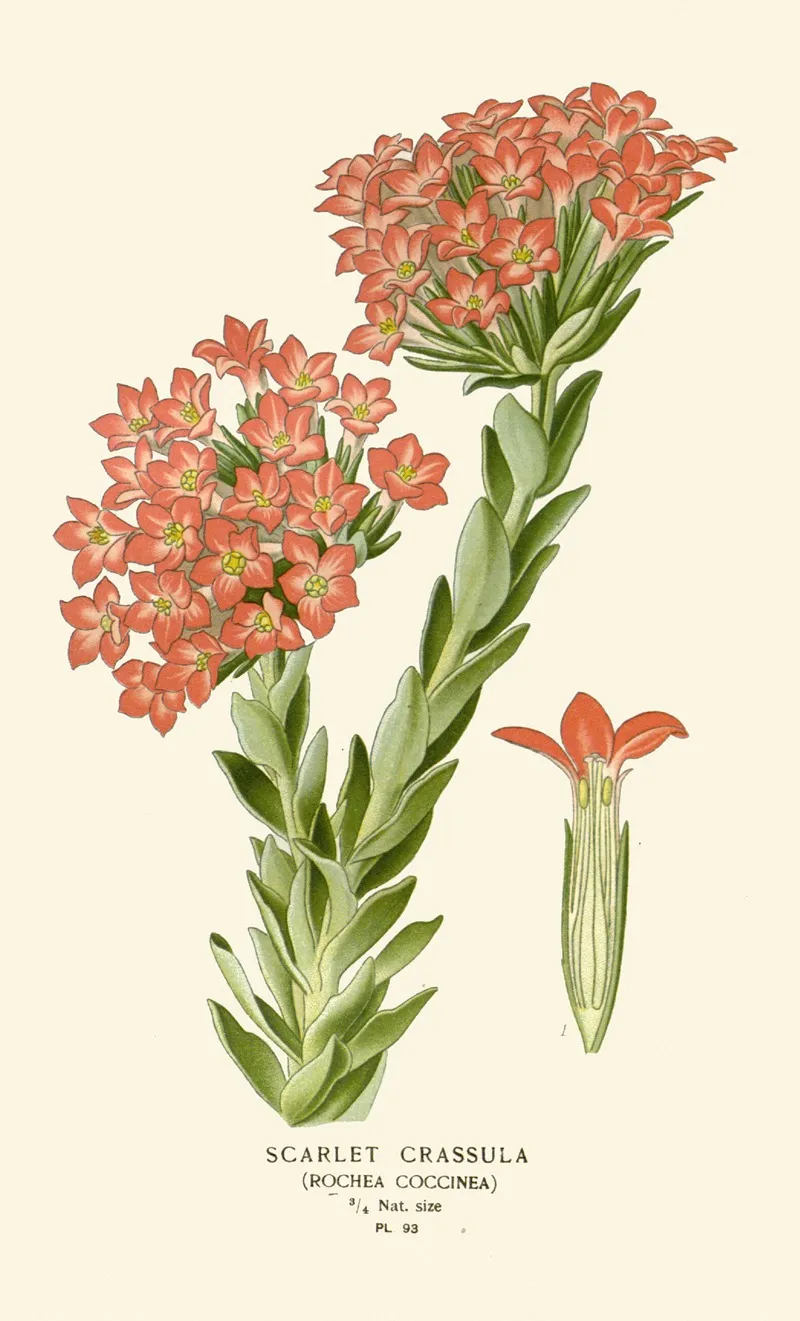 Scarlet Crassula Wall Art by Edward Step - High-Resolution Digital Print