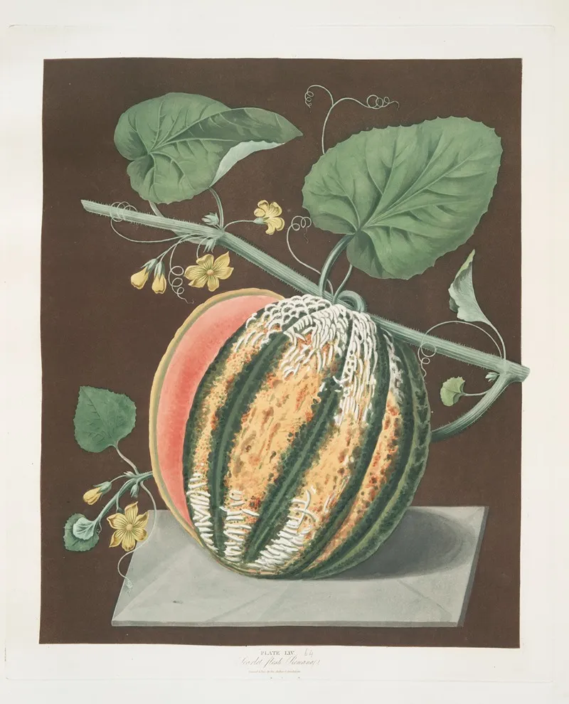 Scarlet Flesh Romana Melon Wall Art by George Brookshaw - High-Resolution Digital Print