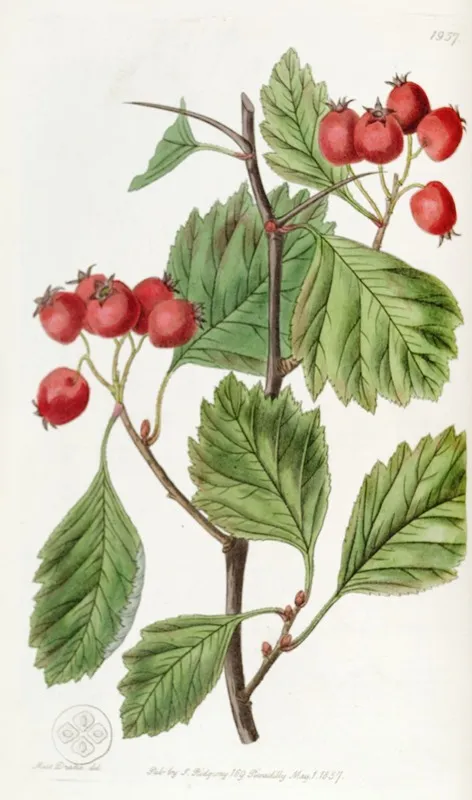 Scarlet Fruited Hawthorn Wall Art by Sydenham Edwards - High-Resolution Digital Print