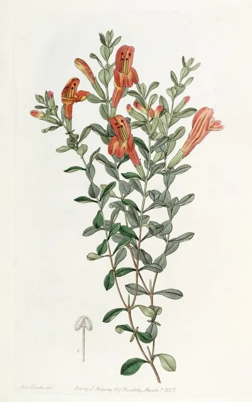 Scarlet Gardoquia Wall Art by Sydenham Edwards - High-Resolution Digital Print