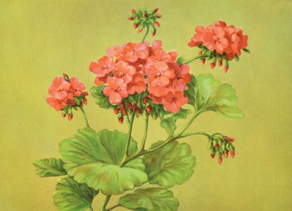 Scarlet Geranium Wall Art by Lafayette F. Cargill - High-Resolution Digital Print