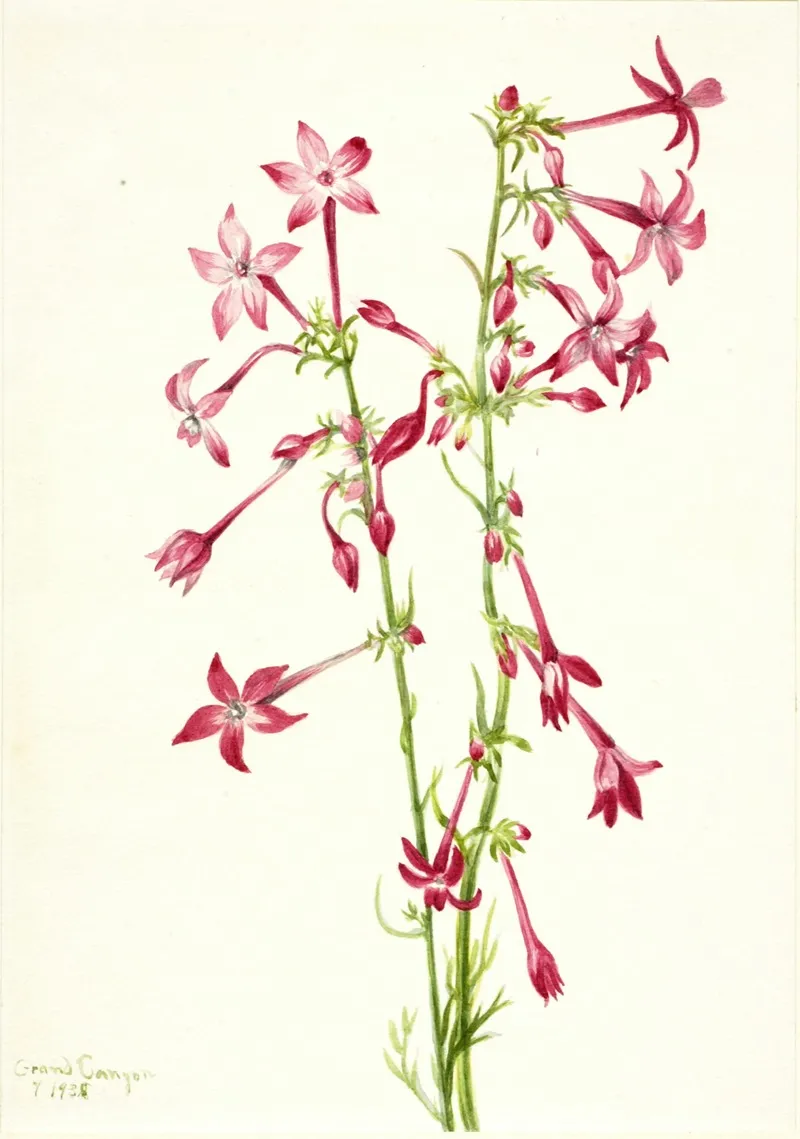 Scarlet Gilia Gilia Aggregata