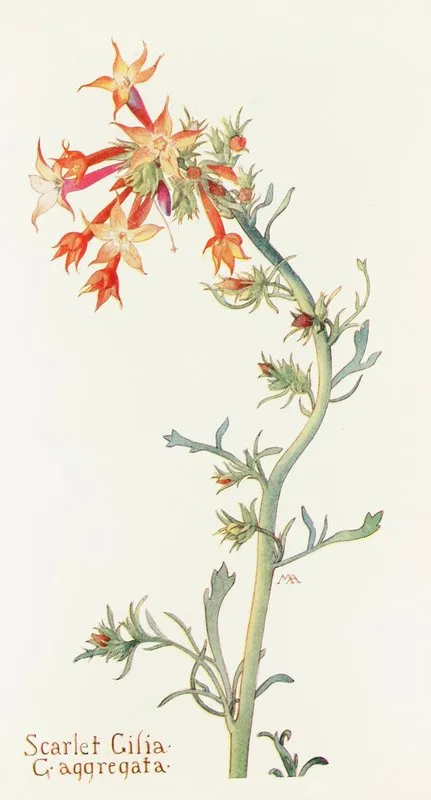 Scarlet Gilia Wall Art by Margaret Armstrong - High-Resolution Digital Print
