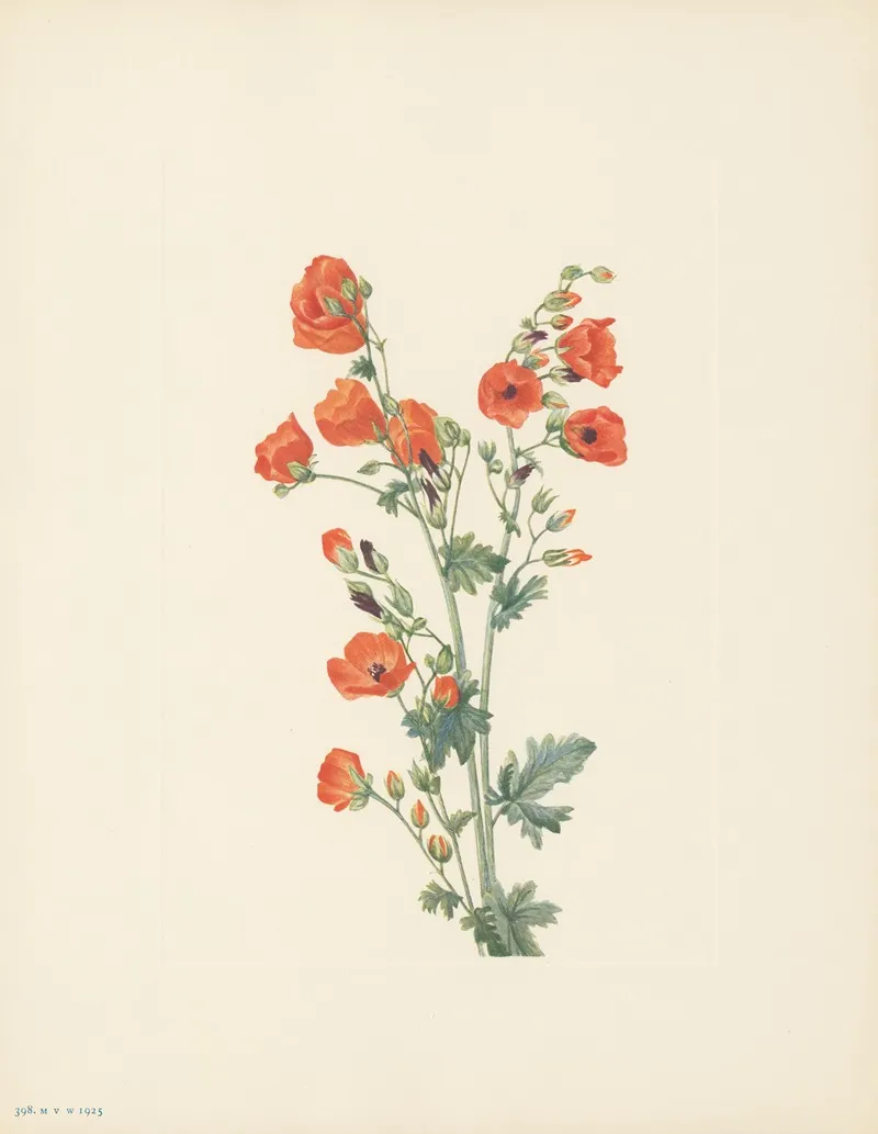 Scarlet Globe Mallow Sphaeralcea Grossulariaefolia 3