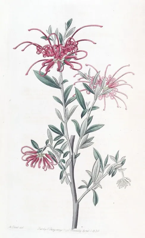 Scarlet Grevillea Wall Art by Sydenham Edwards - High-Resolution Digital Print
