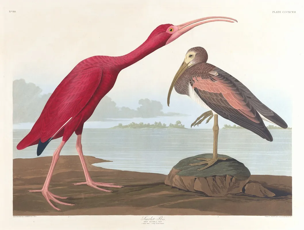Scarlet Ibis 2 Wall Art by John James Audubon - High-Resolution Digital Print
