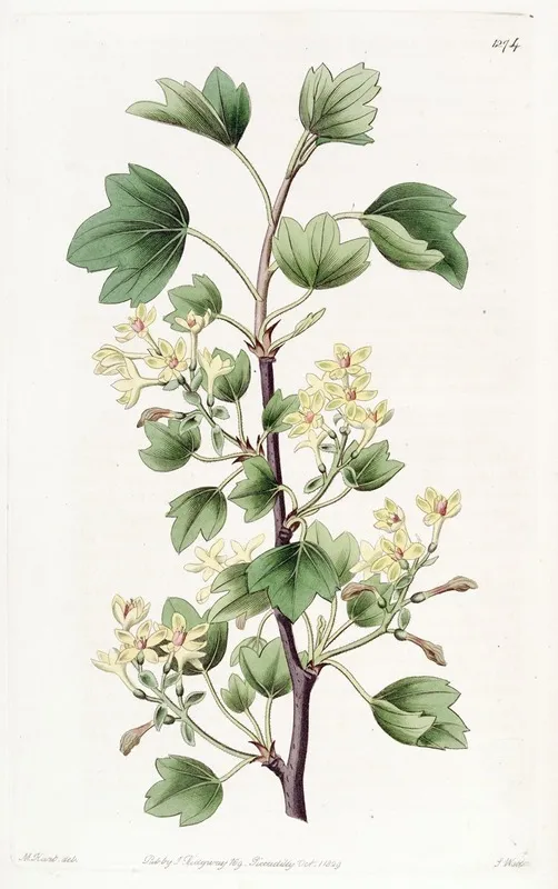 Scarlet Leaved Currant Wall Art by Sydenham Edwards - High-Resolution Digital Print