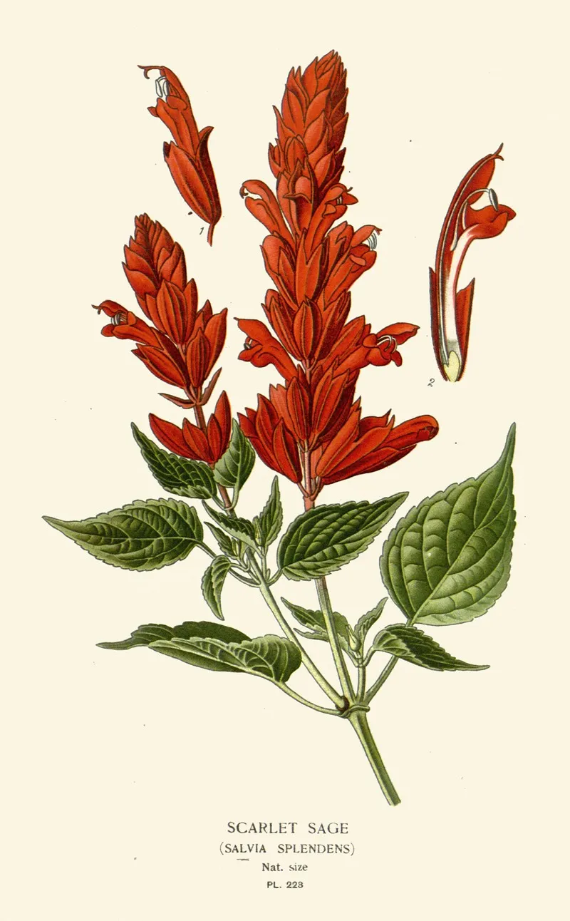 Scarlet Sage Wall Art by Edward Step - High-Resolution Digital Print