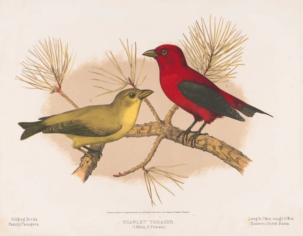 Scarlet Tanager 1 Male 2 Female