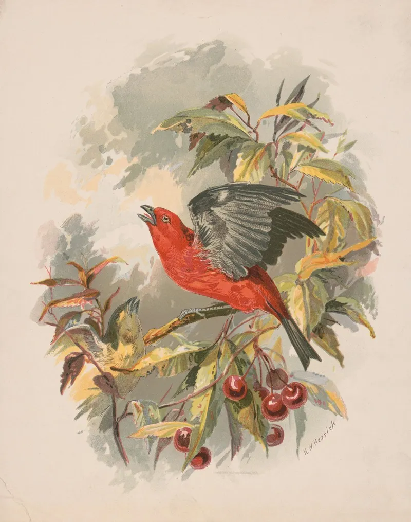 Scarlet Tanager On A Cherry Tree Branch Wall Art by Henry Walker Herrick - High-Resolution Digital Print