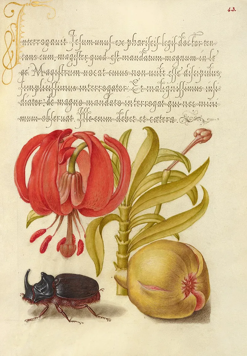 Scarlet Turks Cap Rhinoceros Beetle And Pomegranate
