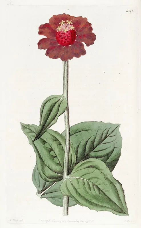 Scarlet Zinnia Wall Art by Sydenham Edwards - High-Resolution Digital Print