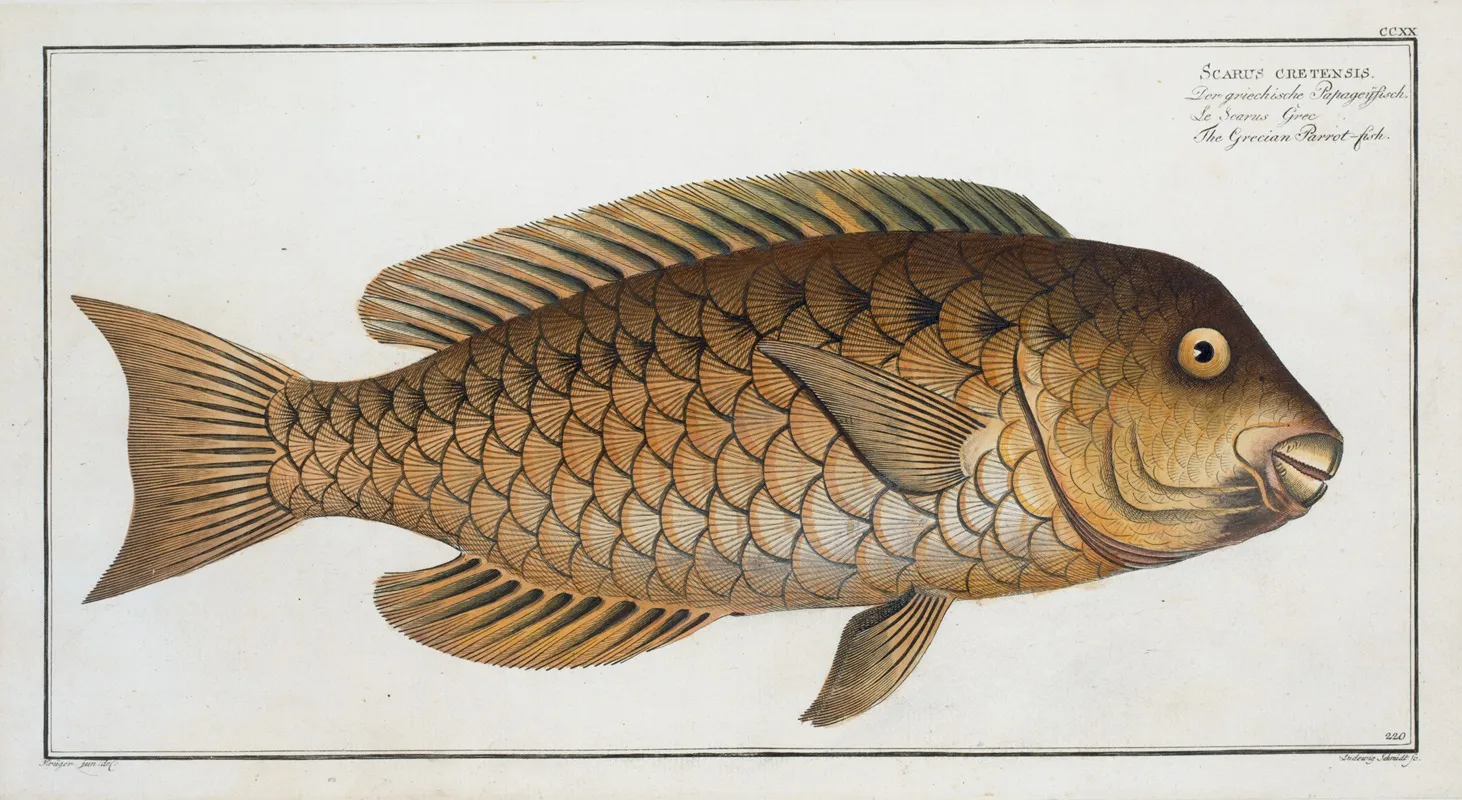 Scarus Cretensis The Grecian Parrot Fish Wall Art by Marcus Elieser Bloch - High-Resolution Digital Print