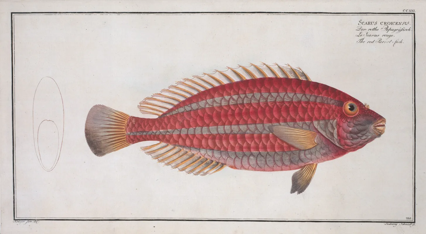 Scarus Croicensis The Red Parrot Fish Wall Art by Marcus Elieser Bloch - High-Resolution Digital Print