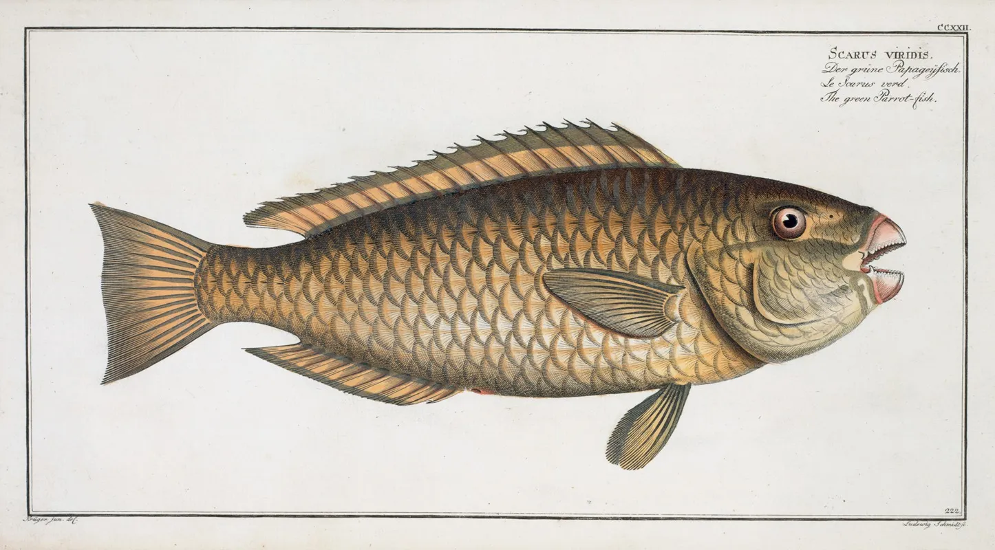 Scarus Viridis The Green Parrot Fish Wall Art by Marcus Elieser Bloch - High-Resolution Digital Print