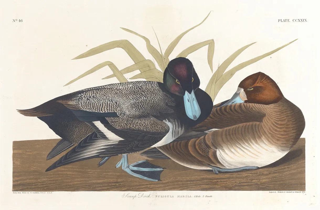 Scaup Duck 2 Wall Art by John James Audubon - High-Resolution Digital Print