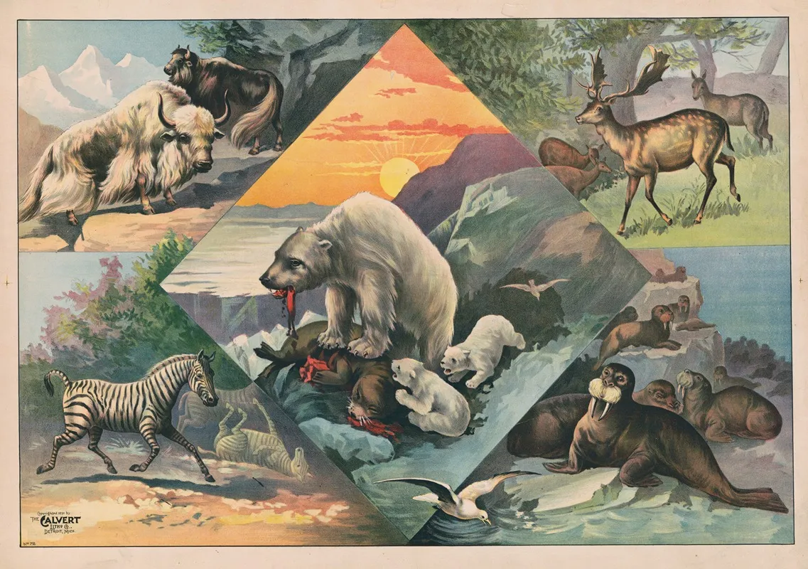Scenes With Walruses Polar Bears Deer Zebras And Bison Wall Art by Calvert Litho. Co - High-Resolution Digital Print