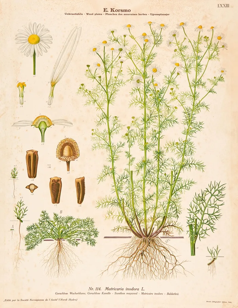 Scentless Mayweed Wall Art by Sara Mørk - High-Resolution Digital Print