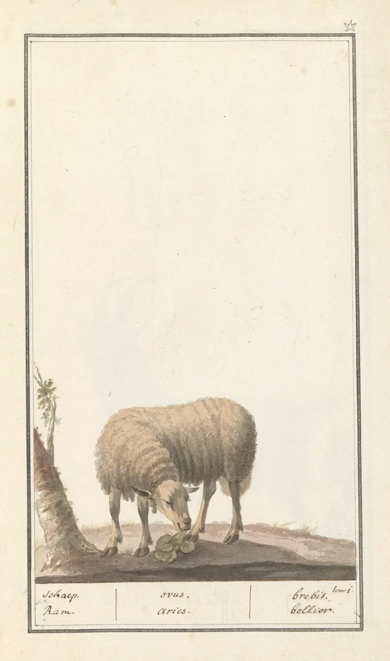 Schaap Ovis Aries Schaep Ram Ovus Aries Brebis Bellier Wall Art by Anselmus Boëtius de Boodt - High-Resolution Digital Print