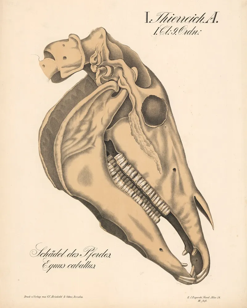 Schadel Des Pferdes Equus Caballus Wall Art by H.J. Ruprecht - High-Resolution Digital Print