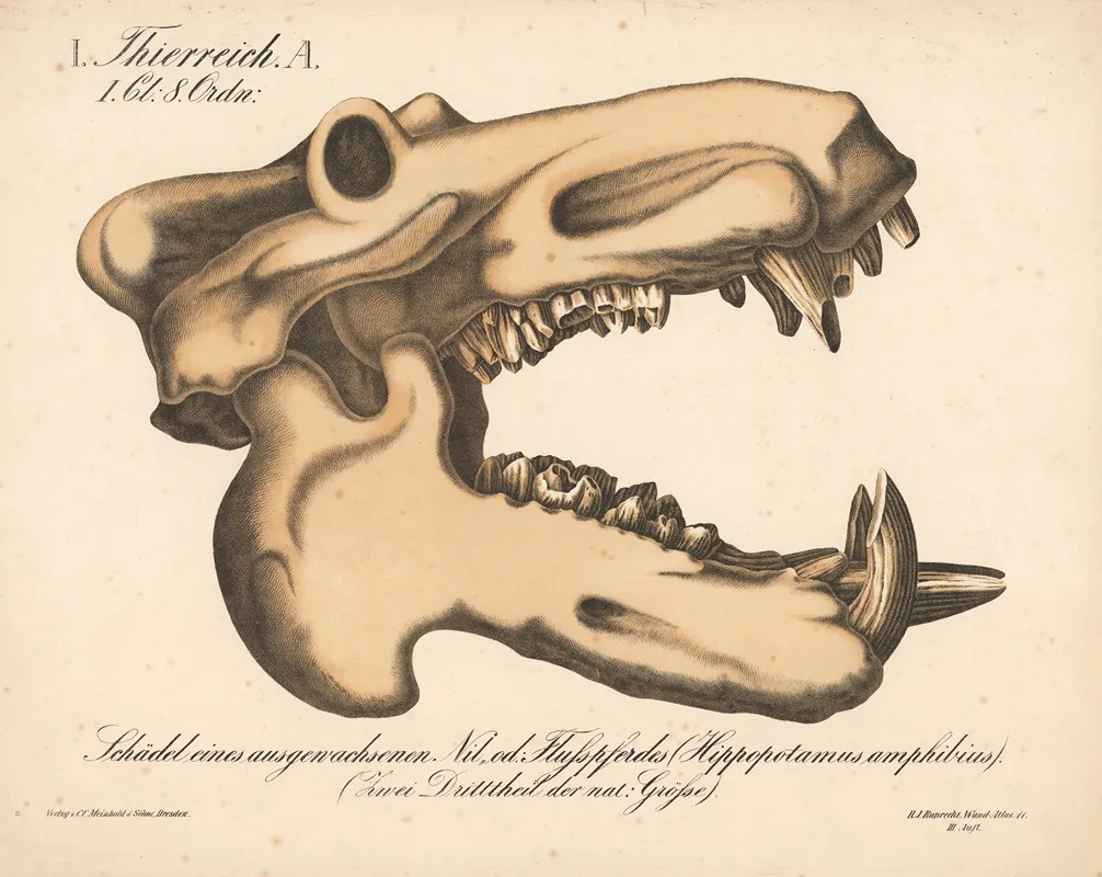 Schadel Eines Ausgewachsenen Nil Od Flusspferdes Hippopotamus Amphibius Wall Art by H.J. Ruprecht - High-Resolution Digital Print