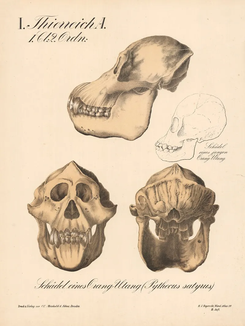 Schadel Eines Orang Utang Pythecus Satyrus Wall Art by H.J. Ruprecht - High-Resolution Digital Print