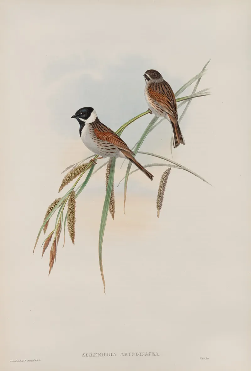 Schaenicola Arundinacea Reed Bunting Wall Art by John Gould - High-Resolution Digital Print