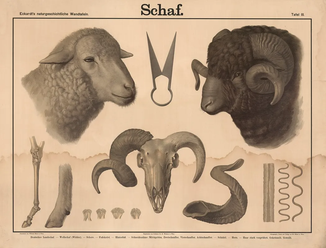 Schaf 2 Wall Art by Wilhelm Bauer - High-Resolution Digital Print
