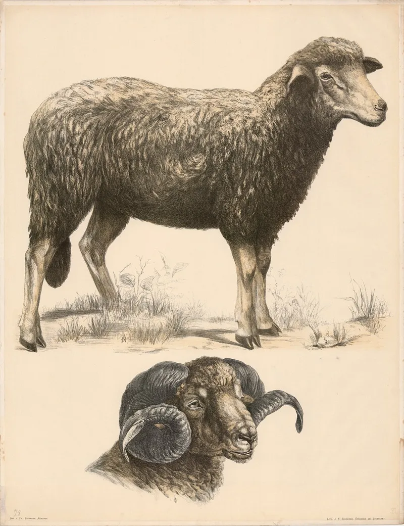 Schaf Ovis Aries Kopf Des Widders Wall Art by Franz Engleder - High-Resolution Digital Print
